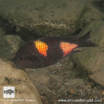 Tropheus sp. 'kirschfleck' Siyeswe